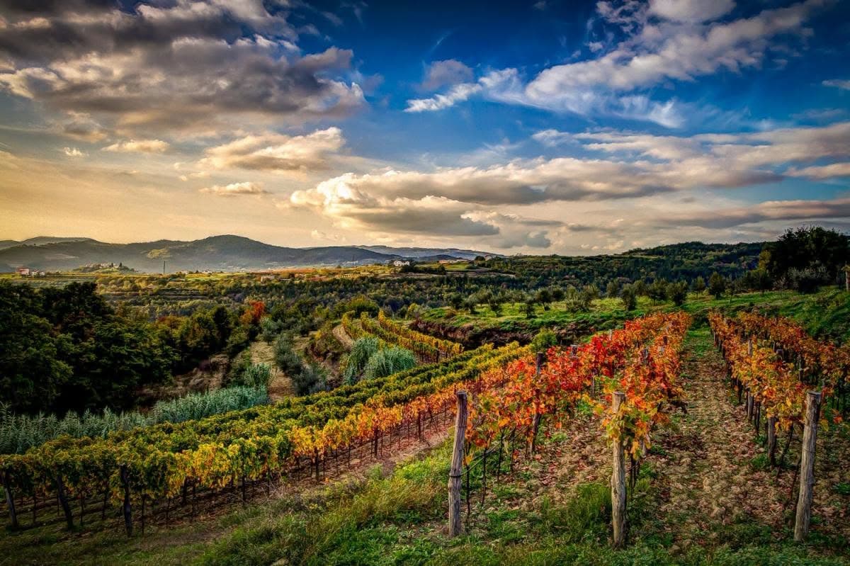 Istarski vinogradi u jesen