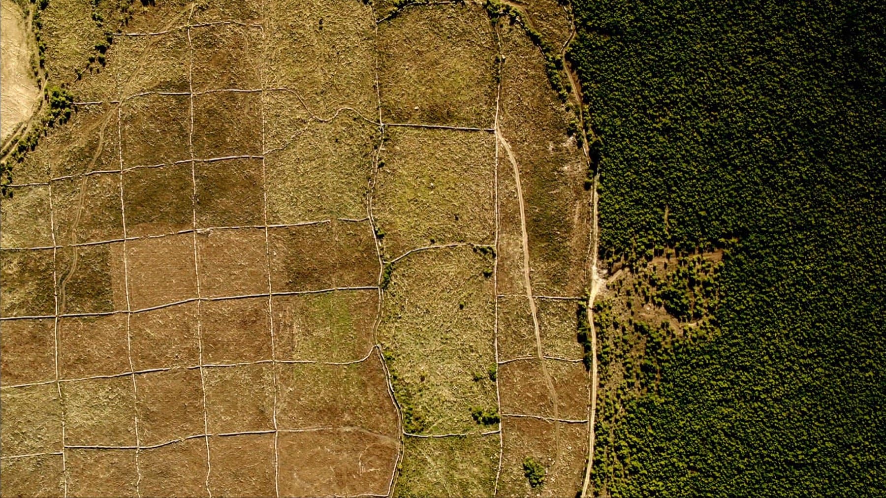 Aerial shot: dry scrubland next to healthy pine forest on a Dalmatian island